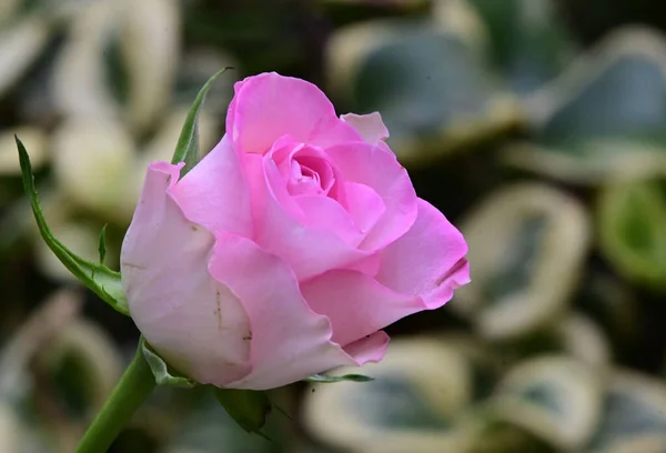 Tiernas Flores Hermosas Cerca —  Fotos de Stock