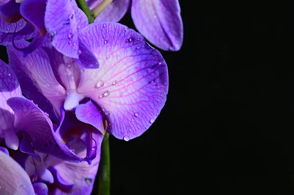 Flores Lindas Concurso Perto — Fotografia de Stock