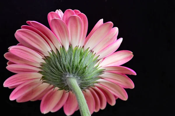 Belles Fleurs Gerbera Tendres Gros Plan — Photo