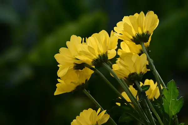 Нежные Красивые Цветы Close — стоковое фото