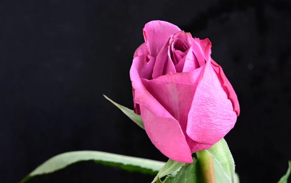 Hermosas Flores Tiernas Sobre Fondo Oscuro Concepto Verano Vista Cercana —  Fotos de Stock