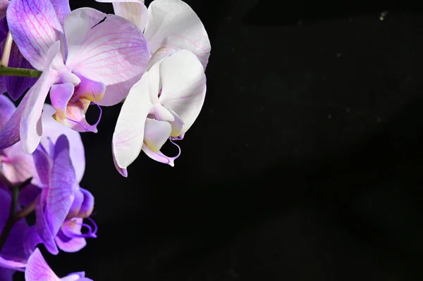 Belas Flores Macias Fundo Escuro Conceito Verão Vista Próxima — Fotografia de Stock