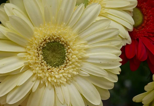 Narin Güzel Çiçekler Kapat — Stok fotoğraf