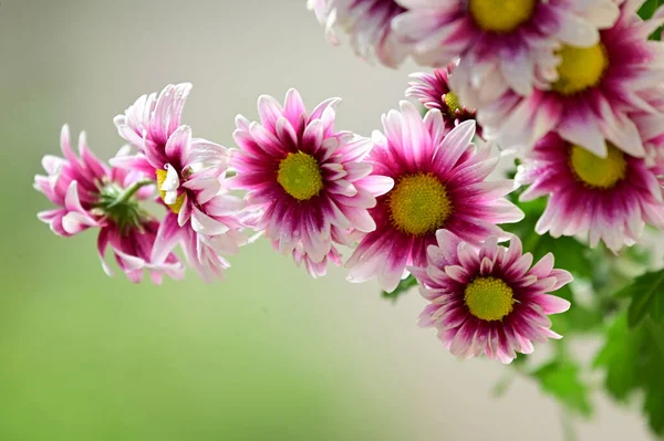 Ömma Vackra Blommor Närbild — Stockfoto