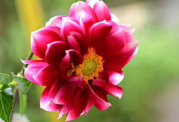 Czułe Piękne Kwiaty Zbliżenie — Zdjęcie stockowe