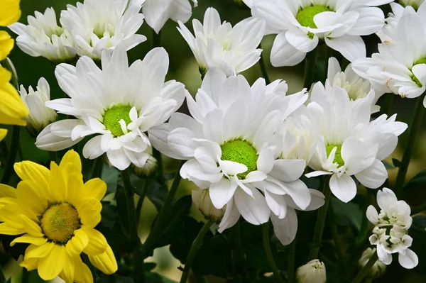 Ömma Vackra Blommor Närbild — Stockfoto