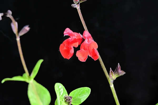 Tiernas Flores Hermosas Cerca — Foto de Stock