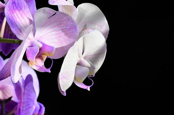 Zarte Schöne Blumen Nahaufnahme — Stockfoto