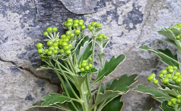 Bellissimi Fiori Che Crescono Giardino — Foto Stock