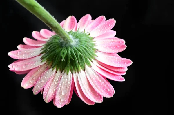 Tendres Belles Fleurs Gros Plan — Photo