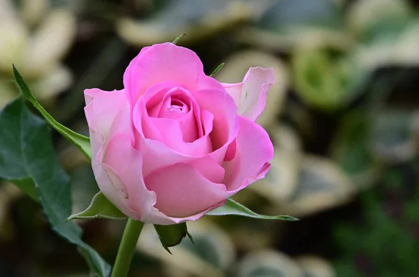 Ömma Vackra Blommor Närbild — Stockfoto