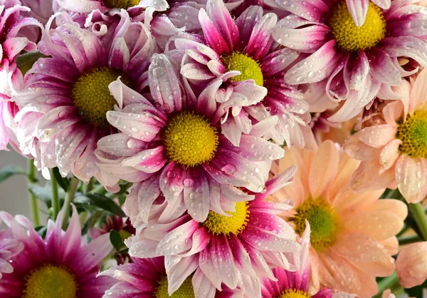 Tiernas Flores Hermosas Cerca — Foto de Stock