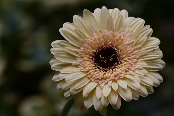 Czułe Piękne Kwiaty Zbliżenie — Zdjęcie stockowe