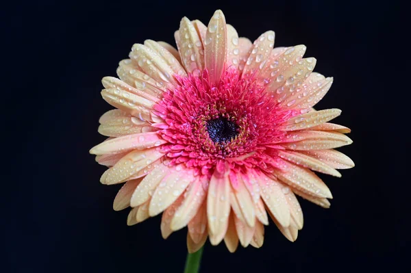 Tender Beautiful Gerbera Flowers Close — Stock Photo, Image