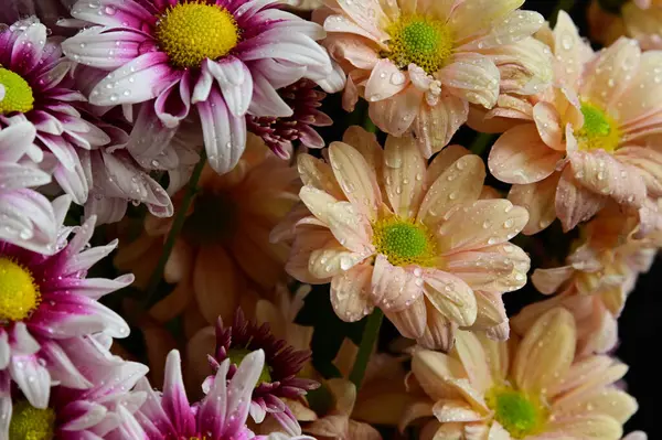Tiernas Flores Hermosas Cerca — Foto de Stock
