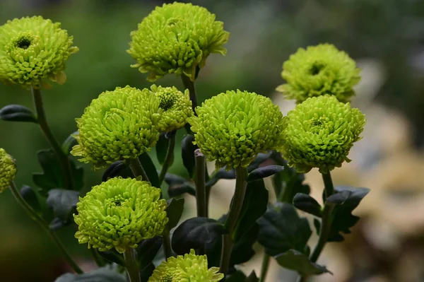 Bellissimi Fiori Che Crescono Giardino — Foto Stock