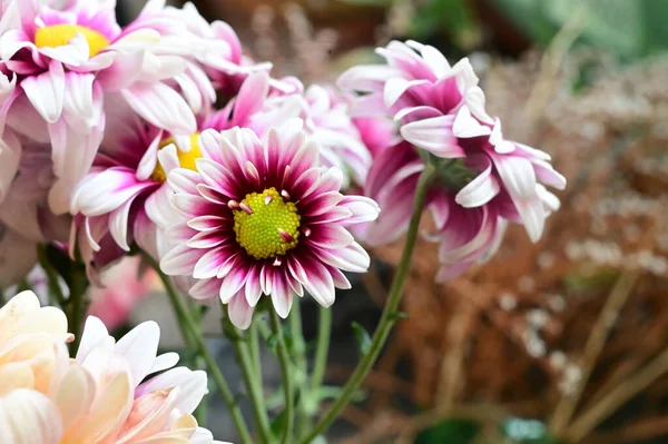 Нежные Красивые Цветы Close — стоковое фото