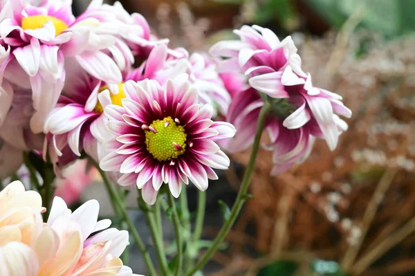 Tiernas Flores Hermosas Cerca —  Fotos de Stock