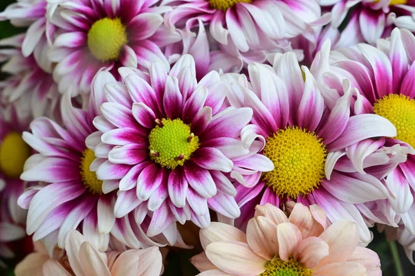 Τρυφερά Όμορφα Λουλούδια Κλείσιμο — Φωτογραφία Αρχείου