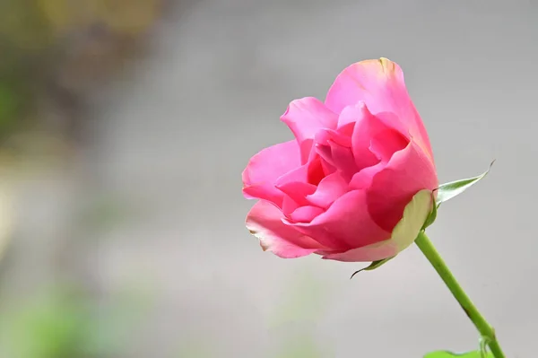 Zarte Schöne Blumen Nahaufnahme — Stockfoto