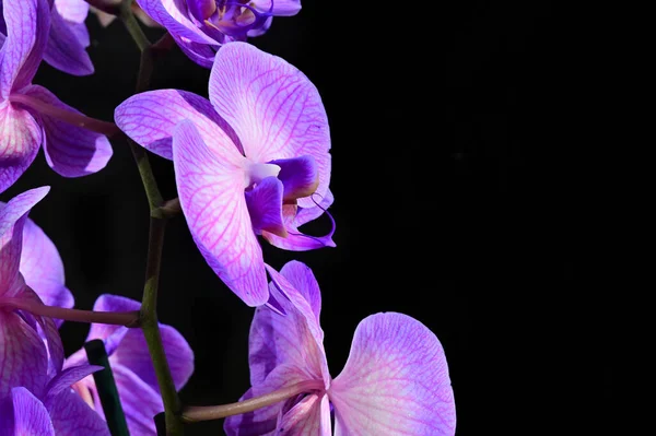 Tender Beautiful Flowers Close — Stock Photo, Image