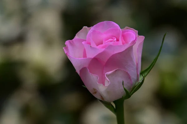 Zarte Schöne Blumen Nahaufnahme — Stockfoto