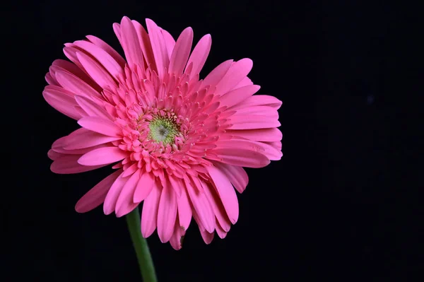 Belles Fleurs Gerbera Tendres Gros Plan — Photo