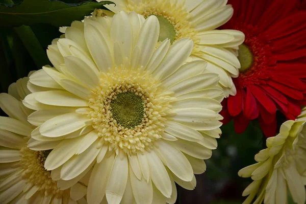 Teneri Bei Fiori Vicino — Foto Stock