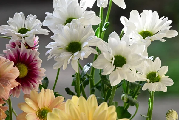 Zarte Schöne Blumen Nahaufnahme — Stockfoto