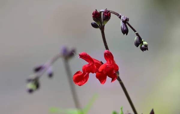 Flores Lindas Concurso Perto — Fotografia de Stock