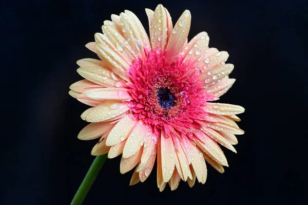 Tender Beautiful Gerbera Flowers Close — Stock Photo, Image