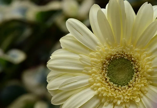 Ömma Vackra Blommor Närbild — Stockfoto
