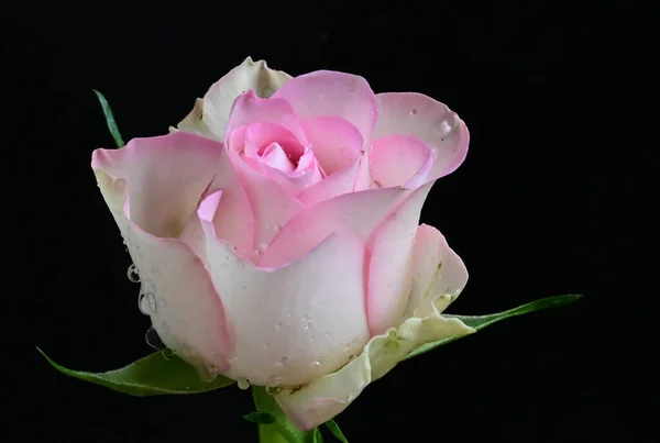 Красиві Ніжні Квіти Темному Фоні Літня Концепція Близький Вигляд — стокове фото
