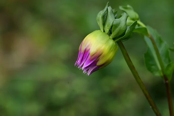 Tendres Belles Fleurs Gros Plan — Photo