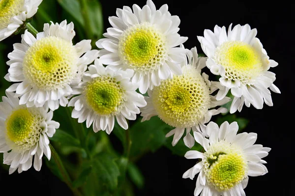 Zarte Schöne Blumen Nahaufnahme — Stockfoto