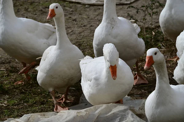 Schöne Weiße Gänse Freien Sommertagen — Stockfoto