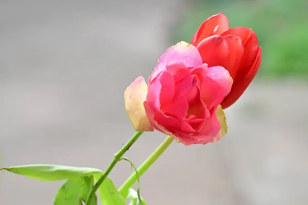 Ömma Vackra Blommor Närbild — Stockfoto