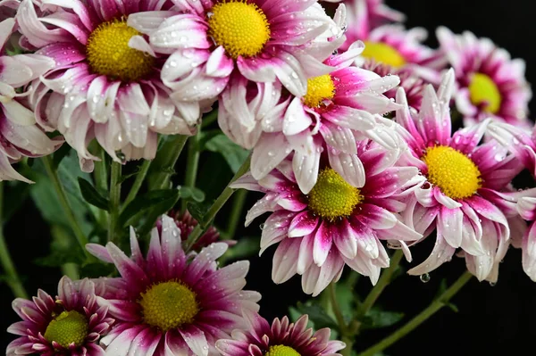 Ömma Vackra Blommor Närbild — Stockfoto