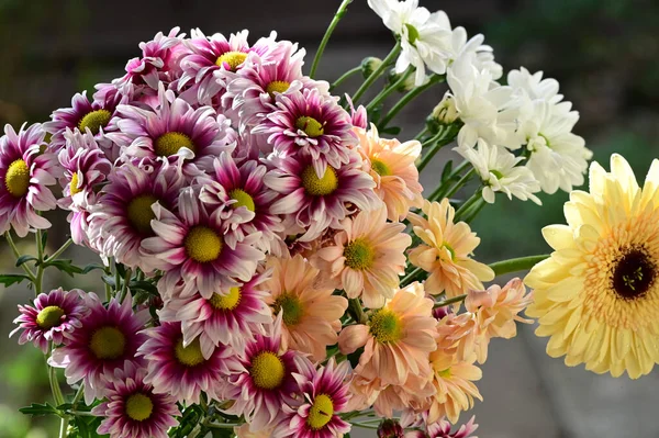 Tiernas Flores Hermosas Cerca — Foto de Stock