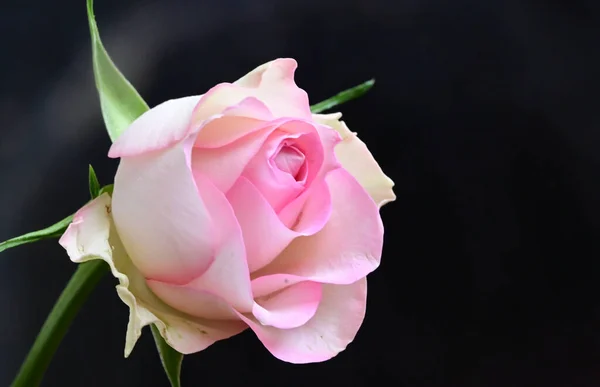 Hermosas Flores Tiernas Sobre Fondo Oscuro Concepto Verano Vista Cercana —  Fotos de Stock