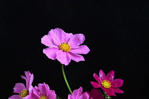 Schöne Zarte Blüten Auf Dunklem Hintergrund Sommerkonzept Nahsicht — Stockfoto