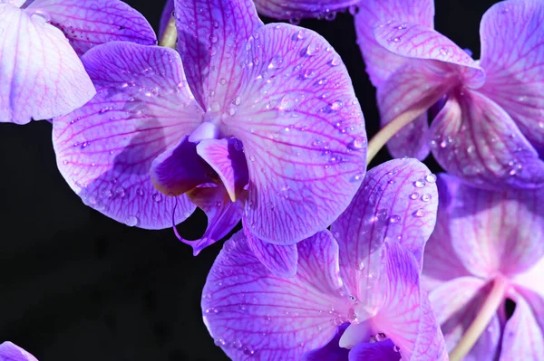 Tiernas Flores Hermosas Cerca —  Fotos de Stock