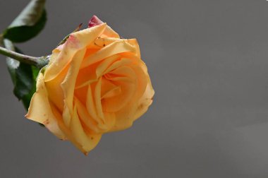 Doğal arka planda güzel bir çiçek, yaz konsepti, yakın görüş  