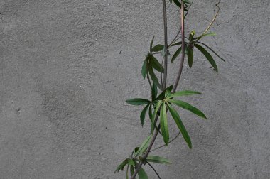 Açık arkaplanda taze yeşil yapraklar, yakın görünüm 