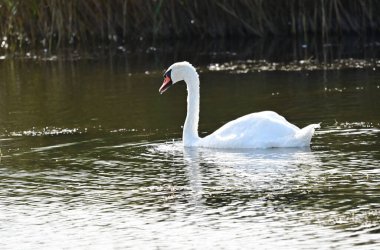 Güzel beyaz kuğu yaz günü göl yüzeyinde yüzüyor. 