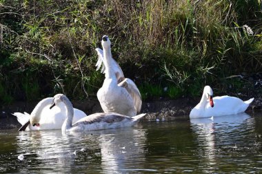 Güzel beyaz kuğular yaz günü göl yüzeyinde yüzerler. 