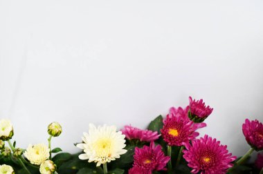 Güzel Gerbera çiçekleri, yaz konsepti, yakın manzara.   