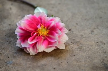 Yeryüzündeki güzel çiçek, yaz konsepti, yakın manzara  