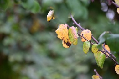 Sarı yapraklı sonbahar ağacı dalları manzarası 