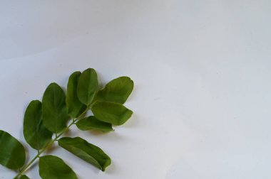 Beyaz arkaplanda izole edilmiş taze yeşil yapraklar, yakın görüş 